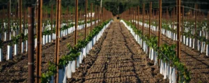 Raised among the vineyards