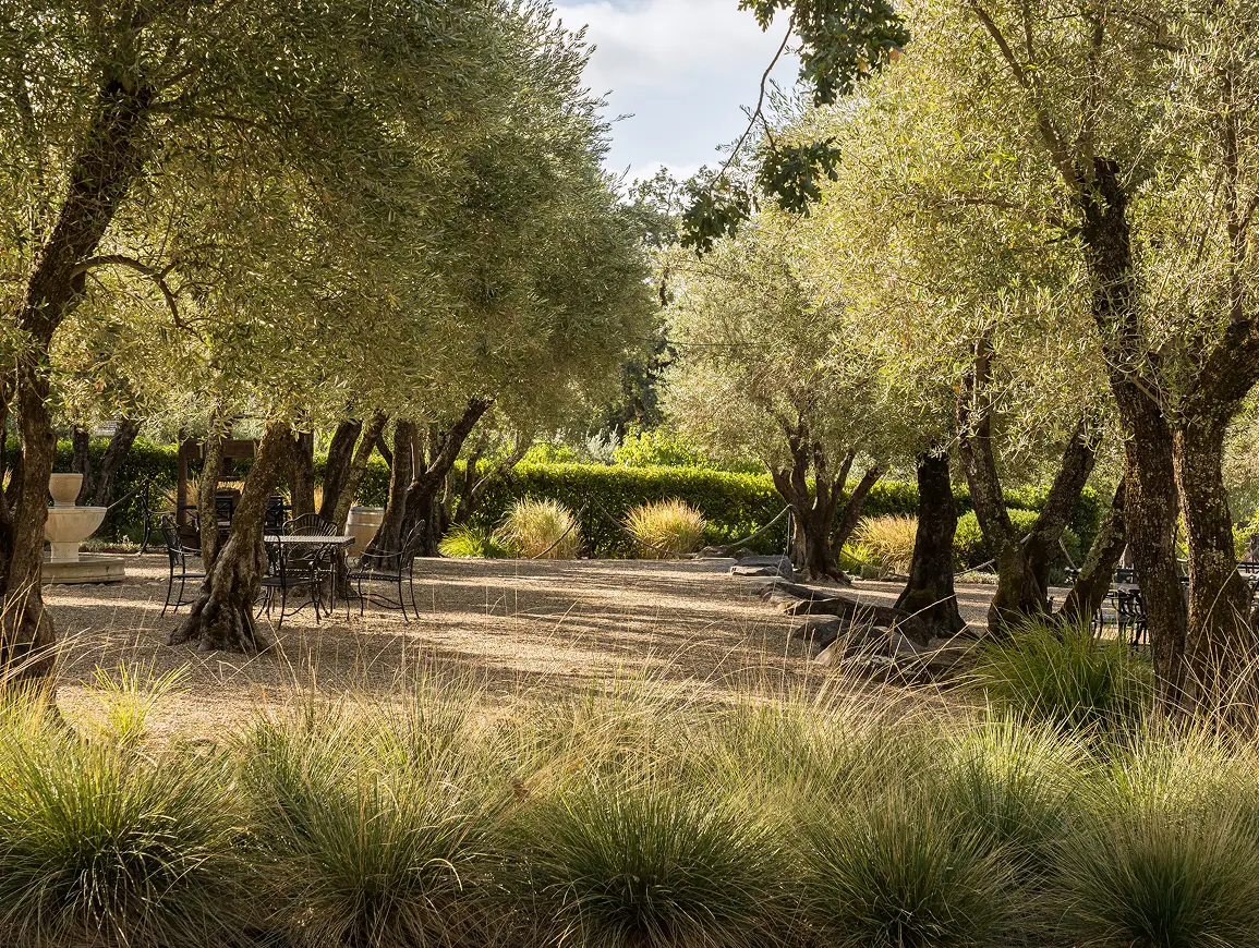 Olive grove
